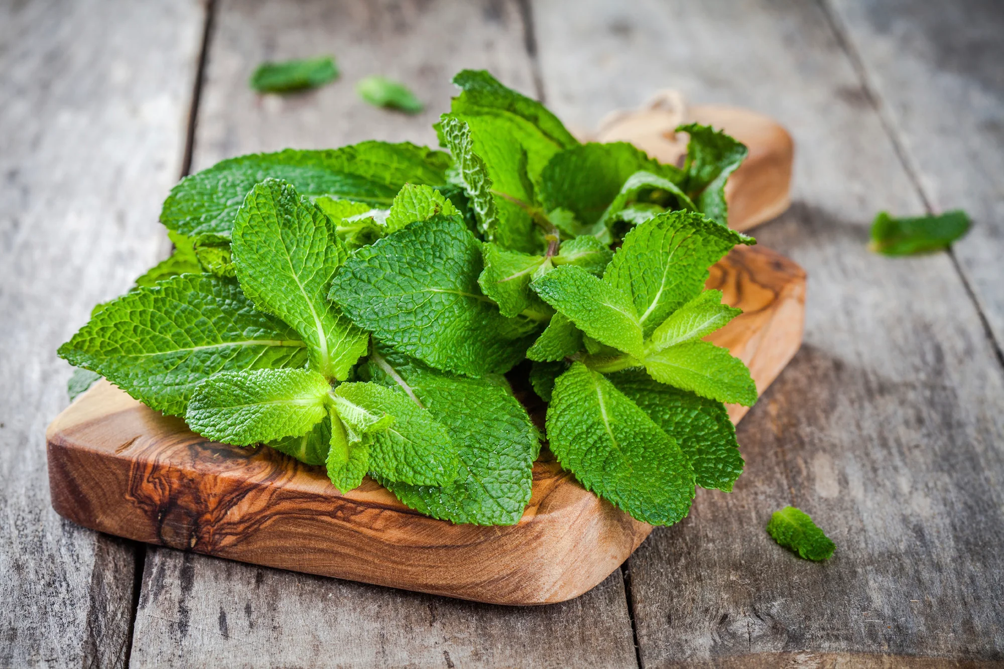 Peppermint Fragrance Oil